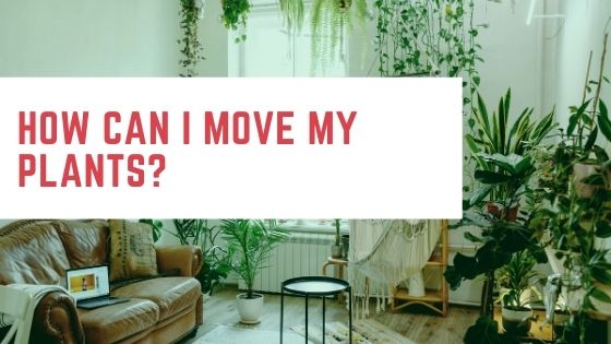 How can I move my plants?